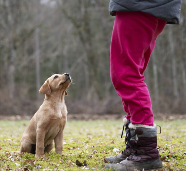 5-Lesson In-Home Training Package